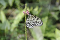 Weisse Baumnymphe, Schmetterling