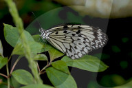 Weisse Baumnymphe, Schmetterling