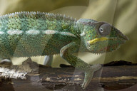 Chamaeleon, Pantherchamaeleon, (Furcifer pardalis)