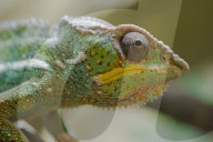 Chamaeleon, Pantherchamaeleon, (Furcifer pardalis)