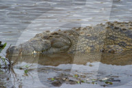Krokodil, Nilkrokodil, Panzerechse