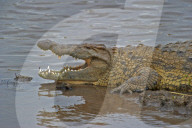 Krokodil, Nilkrokodil, Panzerechse