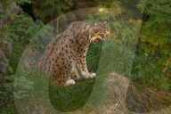 Luchs; (Lynx lynx); Europaeischer Luchs; Nordluchs; Katze; Raubkatze; Raubtier; Pelztier; Fell; Fleischfresser; Projekt Luno; Luchsumsiedelung; Tier; Saeugetier; Wild; Jagd; Wilderei