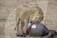 Loewin, Loewe, afrikanischer Loewe, beim Fressen, Gnu