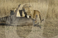 Loewin, Loewe, afrikanischer Loewe, beim erbeuten eines Gnu