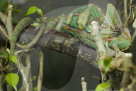 Chamaeleon, Jemen Chamaeleon, (Chamaeleo calyptratus)