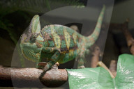 Chamaeleon, Jemen Chamaeleon, (Chamaeleo calyptratus)