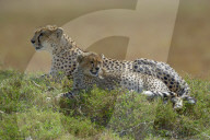 Gepard, Raubkatze, Katze, Grosskatze, Mutter mit Jungtier