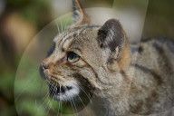Wildkatze; Europaeische Wildkatze; Katze, (Felis silvestris); Raubkatze; Raubtier; Pelztier; Tier; Pelz; Fell; Katze; Jagd; Saeugetier; hauptsaechlich nachtaktiv; Nacht; Kleinkatze; kleine Raubkatze; Vorfahre der Hauskatze