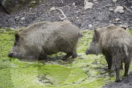 Wildschwein; (Sus scrofa); Saeugetier, Tier, Schwarzwild; Wildsau; Rotte; Wild; Jagd; Schwein; Waldtier