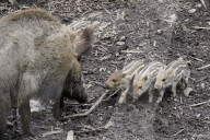 Wildschwein; (Sus scrofa); Saeugetier, Tier, Schwarzwild; Wildsau; Rotte; Wild; Jagd; Schwein; Waldtier