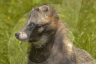 Marderhund; (Nyctereutes procyonoides); Waschbaerhund; urspruenglich aus Ostsibierien; Korea; Japan; nach Europa durch Russland eingewandert; als einziges Mitglied der Hundefamilie haelt der Marderhund eine Winterruhe; Allesfresser; Raeuber; Hundeartig, R