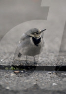 Bachstelze; ( Motacilla alba ); Vogel; Voegel; Garten; Land; Stadt; Vogelfutter; haeufig; Jungtier beim Futter Betteln; Betteln um Nahrung; Vogelnest; Nest; Vogeleier; zutrauliche Kulturfolgerin
