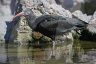 Waldrapp, europaeischer Ibis, Schopfibis, Maehnenibis; (Geronticus eremita), Vogel, Voegel, Tier,  Vogelnest, Nest, Vogeleier, Schreitvogel aus der Gattung der Ibisse, frisst  kleine Nagetiere, Amphibien, Insekten, Schnecken
