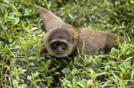 Borneogibbon; Silbergibbon; (Hylobates muelleri); Gibbon; Menschenaffe; Affe; Primat; Ordnung Herrentiere; Dschungel; Dschungelbewohner; Baumbewohner; Regenwald; Suedostasien; Sumatra; Borneo; Java; in Asien als Haustier gehalten; lauter Gesang; Saeugetie