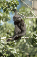 Borneogibbon; Silbergibbon; (Hylobates muelleri); Gibbon; Menschenaffe; Affe; Primat; Ordnung Herrentiere; Dschungel; Dschungelbewohner; Baumbewohner; Regenwald; Suedostasien; Sumatra; Borneo; Java; in Asien als Haustier gehalten; lauter Gesang; Saeugetie