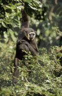 Borneogibbon; Silbergibbon; (Hylobates muelleri); Gibbon; Menschenaffe; Affe; Primat; Ordnung Herrentiere; Dschungel; Dschungelbewohner; Baumbewohner; Regenwald; Suedostasien; Sumatra; Borneo; Java; in Asien als Haustier gehalten; lauter Gesang; Saeugetie