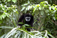 Weißhandgibbon; Gibbon; Lar; (Hylobates lar); Tier, Saeugetier; Menschenaffe; Affe; Primat; Ordnung Herrentiere; Dschungel; Dschungelbewohner; Baumbewohner; Regenwald; Java; Malaysia; Thailand; Suedostasien; Sumatra; Borneo; in Asien als Haustier gehalten