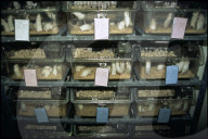 Weisse Mäuse in Boxen auf Regal, 1995