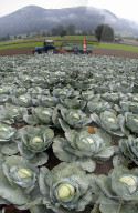 Landwirtschaft.