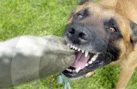SEK-Hund Django.