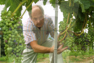 Claudio Tamborini, Winzer in Lamone; 2004