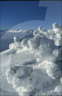 Verschneite Bäume, Niederhorn, Berner Oberland, 2004
