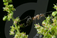 Rote Waldameise (Formica rufa)