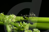 Schwarze Wegameise, Schwarze Gartenameise (Lasius niger)