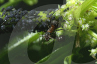 Rote Waldameise mit Läusekolonie (Formica rufa)