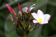 Wachsblume