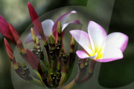 Wachsblume