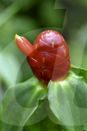 Red Ginger
