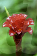 Red Ginger
