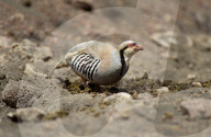 Chukarhuhn im Haleakala National Park