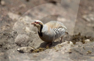 Chukarhuhn im Haleakala National Park