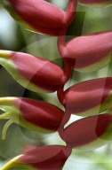 Heliconia