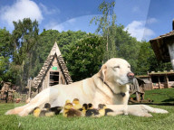 FEATURE - Hund adoptiert Entenküken