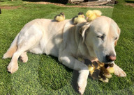 FEATURE - Hund adoptiert Entenküken