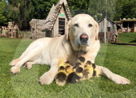 FEATURE - Hund adoptiert Entenküken