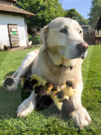FEATURE - Hund adoptiert Entenküken