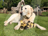 FEATURE - Hund adoptiert Entenküken