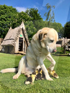 FEATURE - Hund adoptiert Entenküken