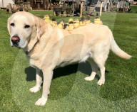 FEATURE - Hund adoptiert Entenküken