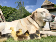 FEATURE - Hund adoptiert Entenküken