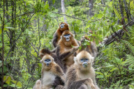 FEATURE - Goldmeerkatzen im Shennongjia National Park in China