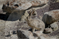 FEATURE - New Mexico: Ah-Shi-Sle-Pah Wilderness Study Area bei Bloomfield