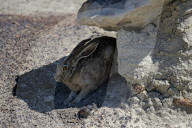 FEATURE - New Mexico: Ah-Shi-Sle-Pah Wilderness Study Area bei Bloomfield