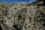 FEATURE - New Mexico: Ah-Shi-Sle-Pah Wilderness Study Area bei Bloomfield