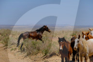 FEATURE - New Mexico: Ah-Shi-Sle-Pah Wilderness Study Area bei Bloomfield